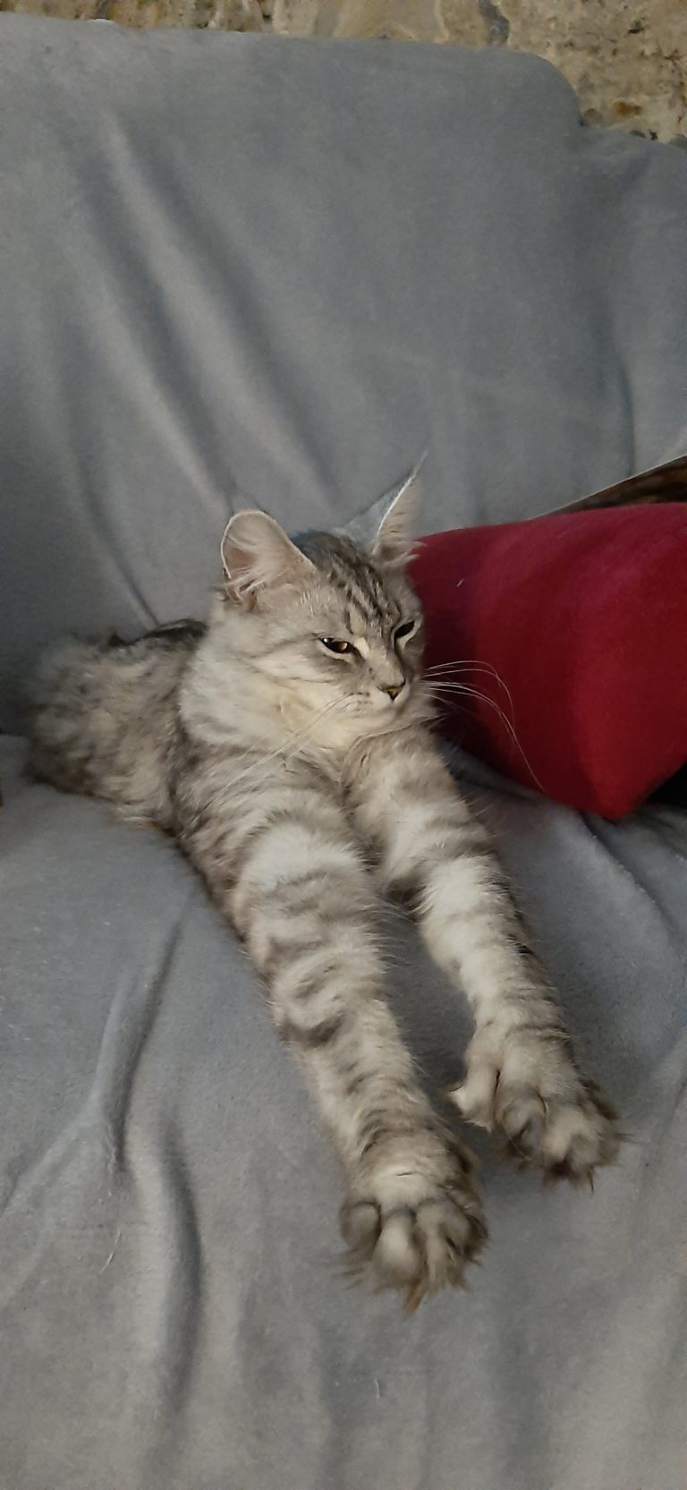 Ma femelle polydactyle montre ses pattes avant