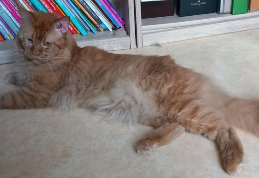 Premier male Maine Coon de ma femelle Sybelle