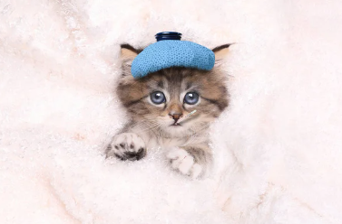 montrer chattons malade