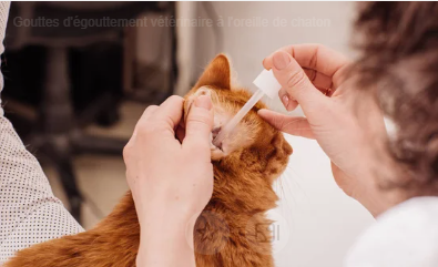 chat recevant des soins