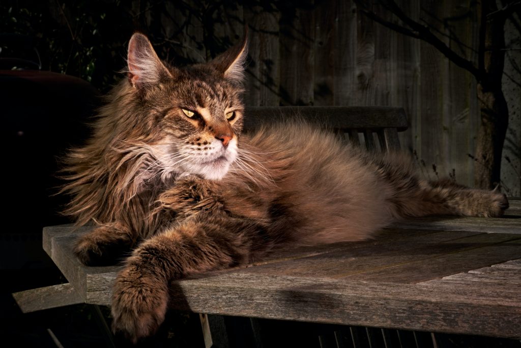 Beau mal Maine Coon prend la pose allongé