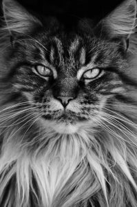 portrait d'un mal Maine Coon en sépia