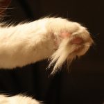 Pattes du Maine Coon poilus et blanc avec coussinet rose