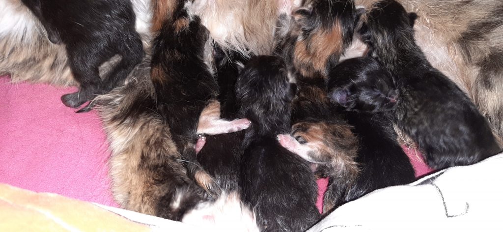 naissance chatons