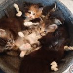 mes chatons maine coon