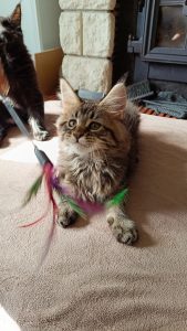 présentation d'Umbraye