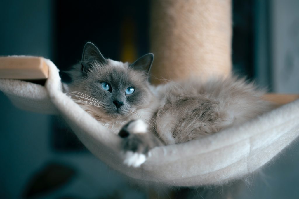 ragdoll dans un hamac