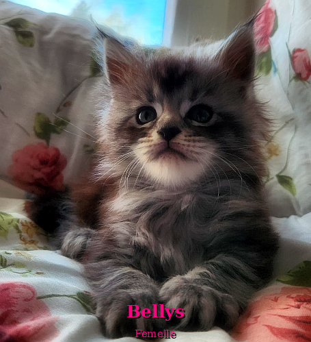 BELLYS